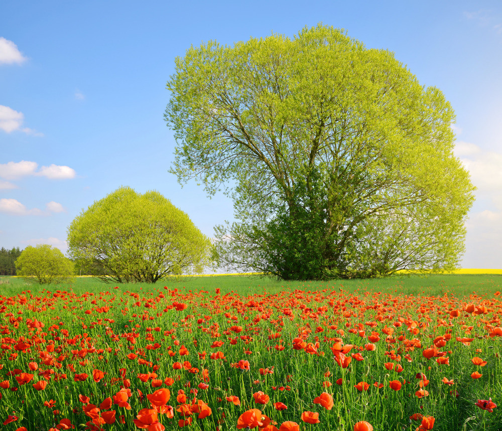 05 - природа и пейзажи