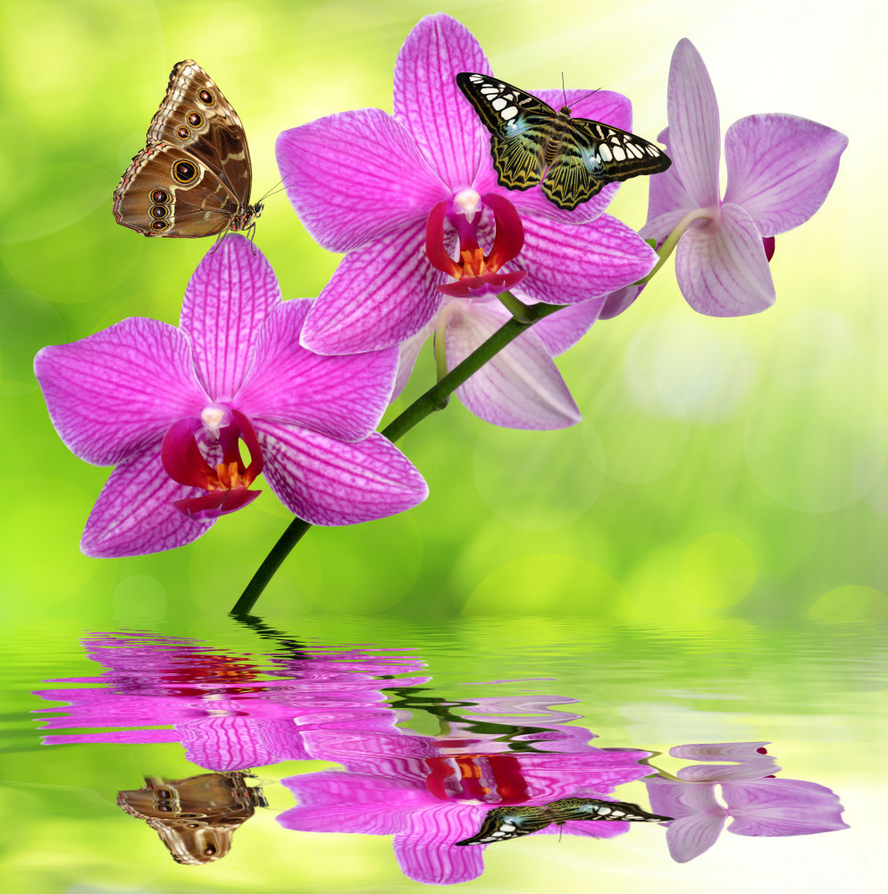 03 — цветы — растения — фрукты