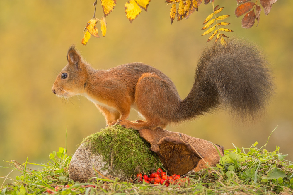 04 — животный и водный мир