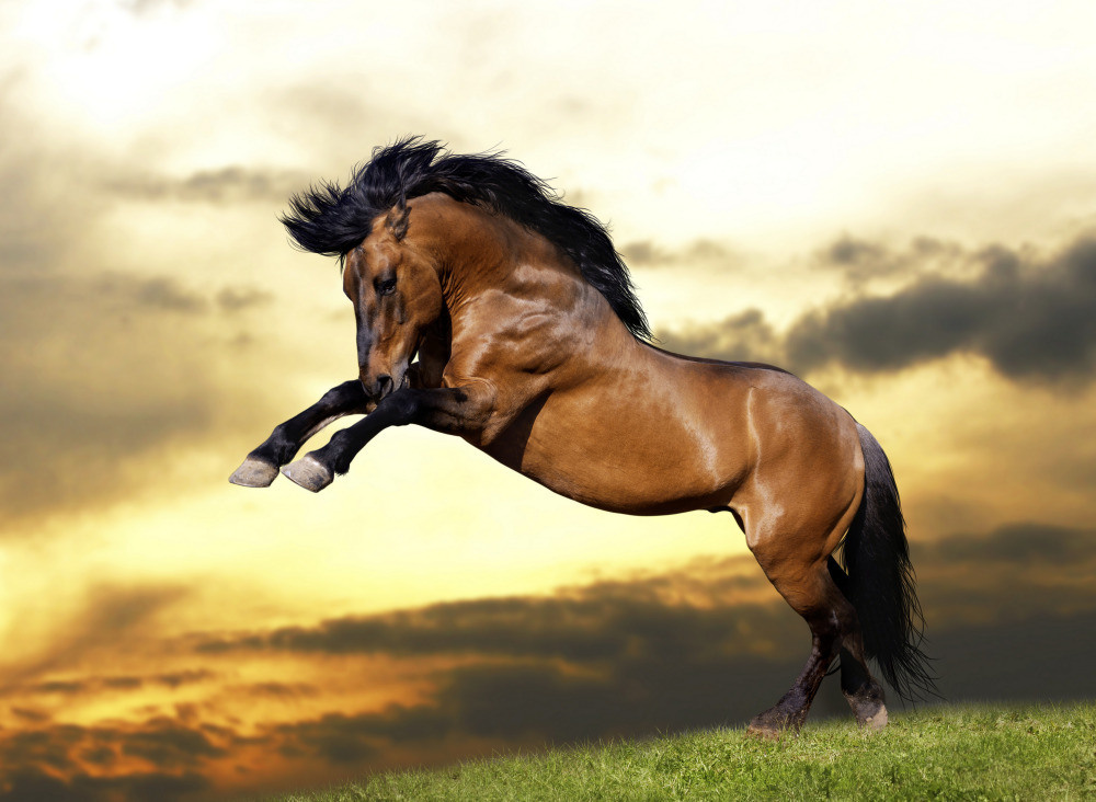 04 — животный и водный мир