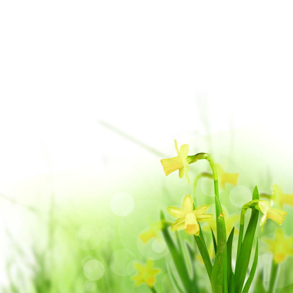 03 — цветы — растения — фрукты