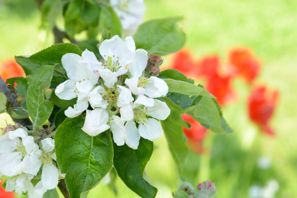 03 — цветы — растения — фрукты