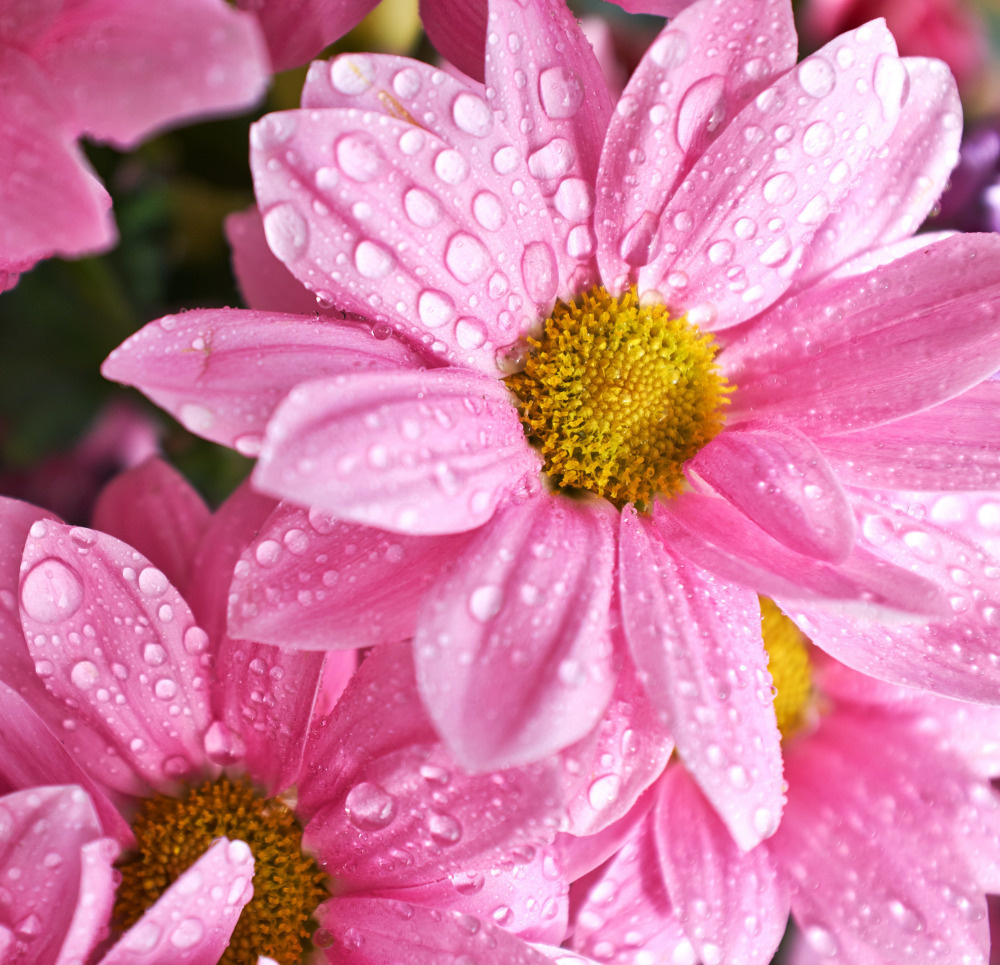 03 — цветы — растения — фрукты