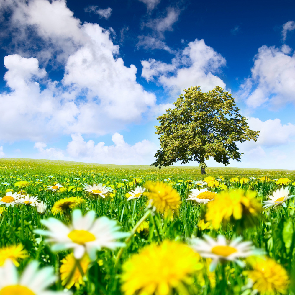 05 - природа и пейзажи