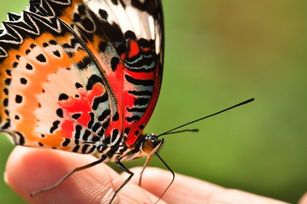 04 — животный и водный мир