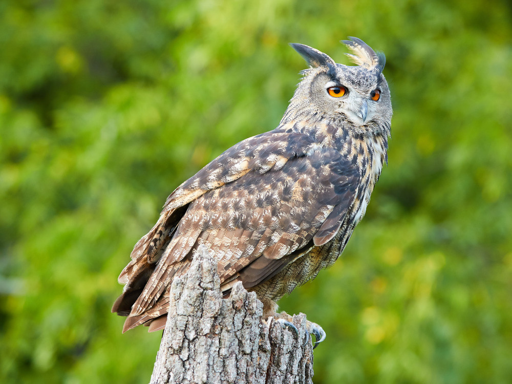 04 — животный и водный мир