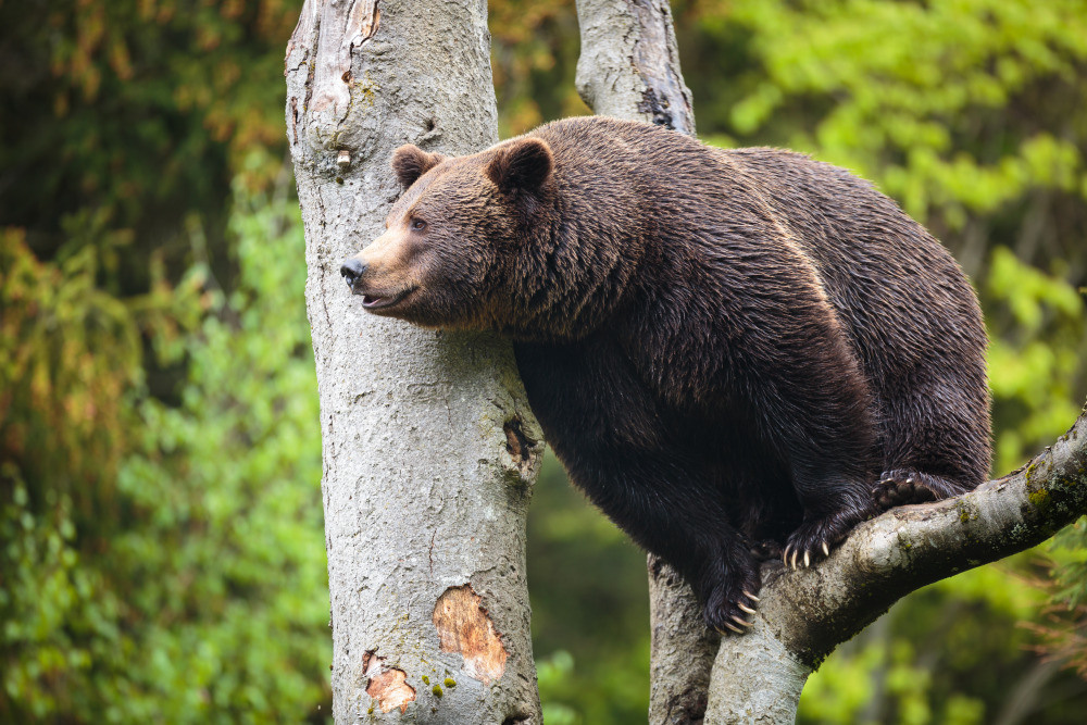 04 — животный и водный мир