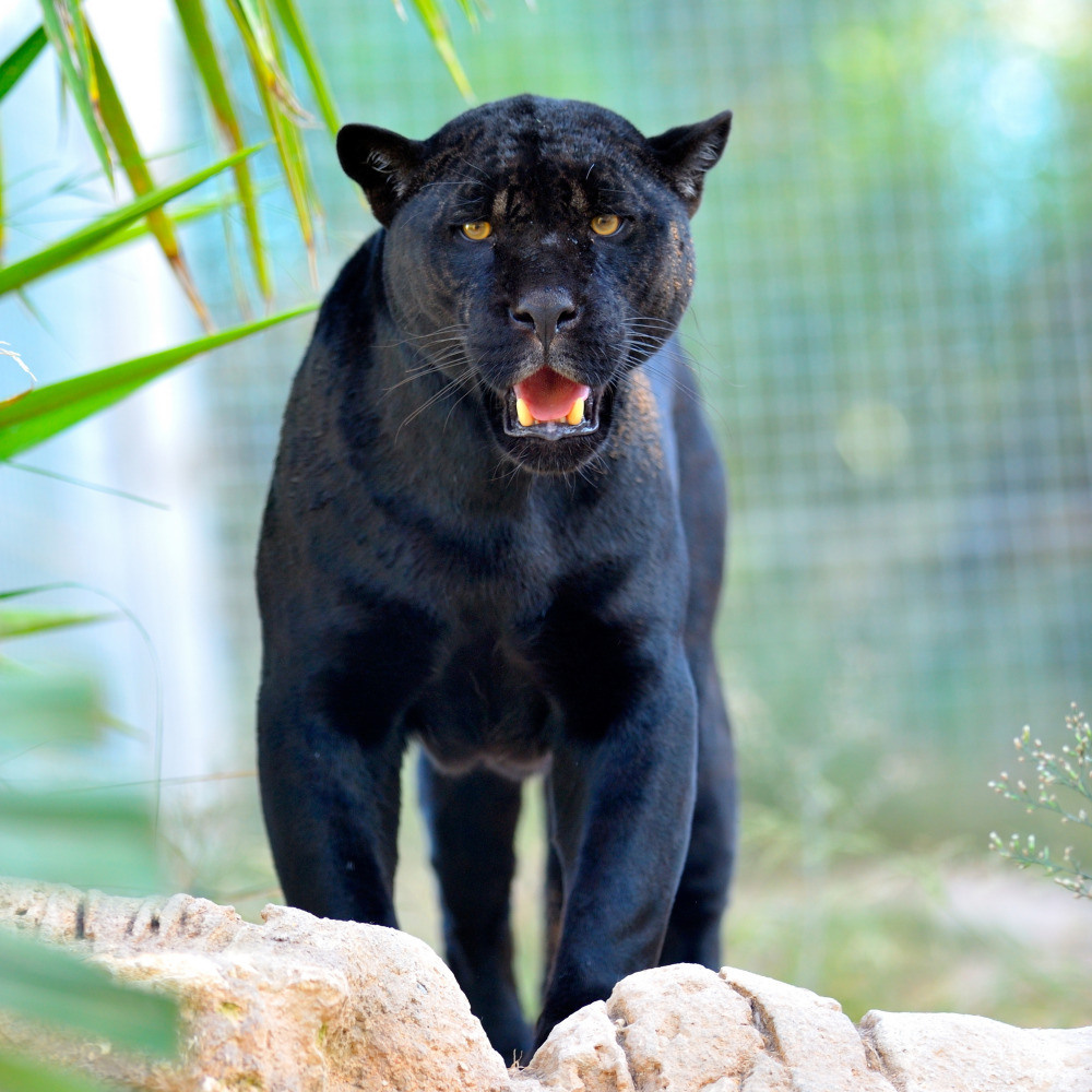 04 — животный и водный мир