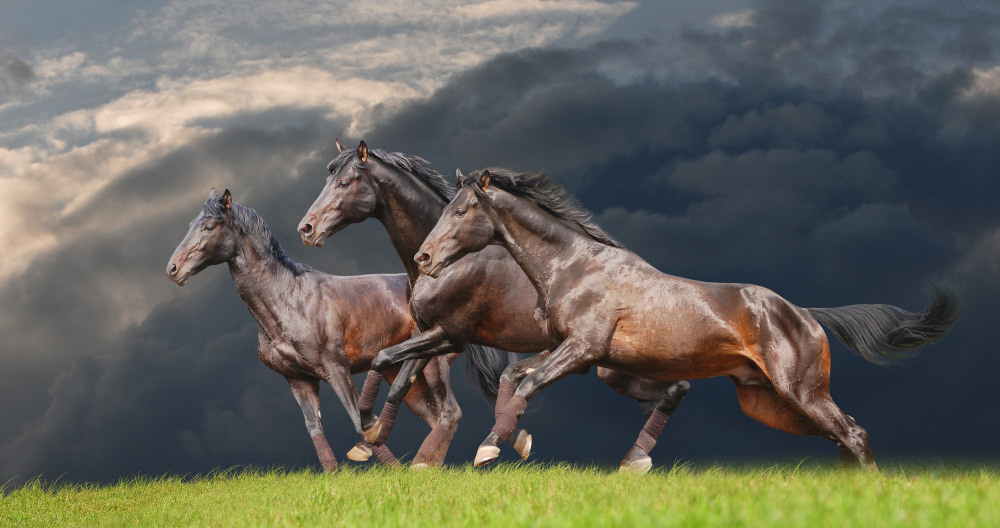 04 — животный и водный мир