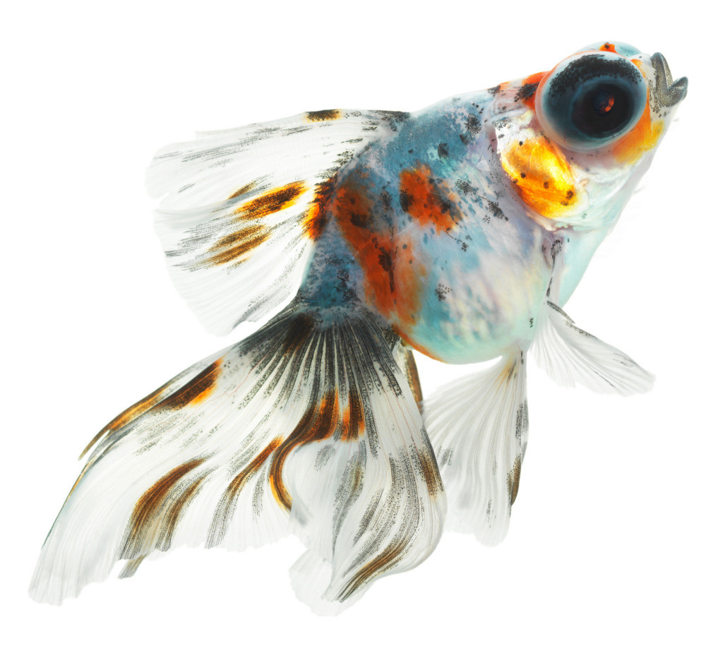 04 — животный и водный мир