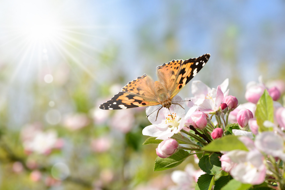 18 — бабочки