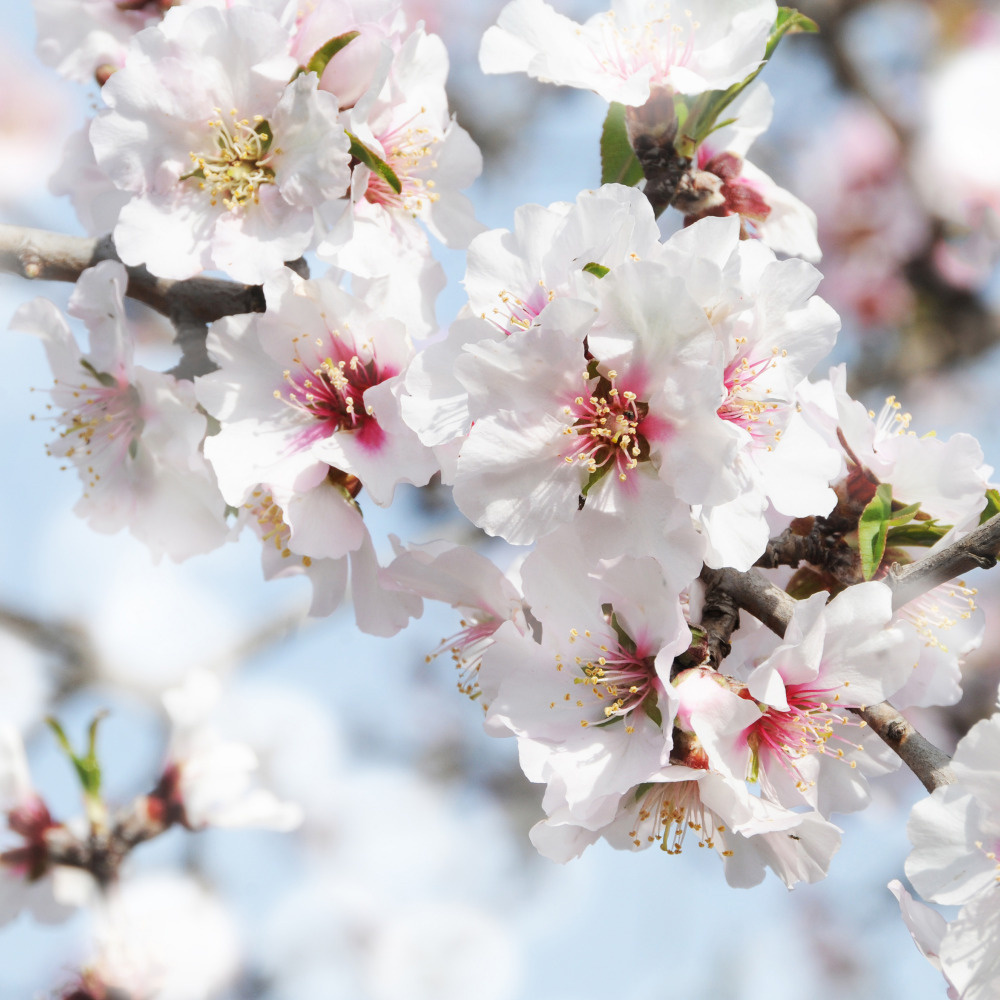 03 — цветы — растения — фрукты