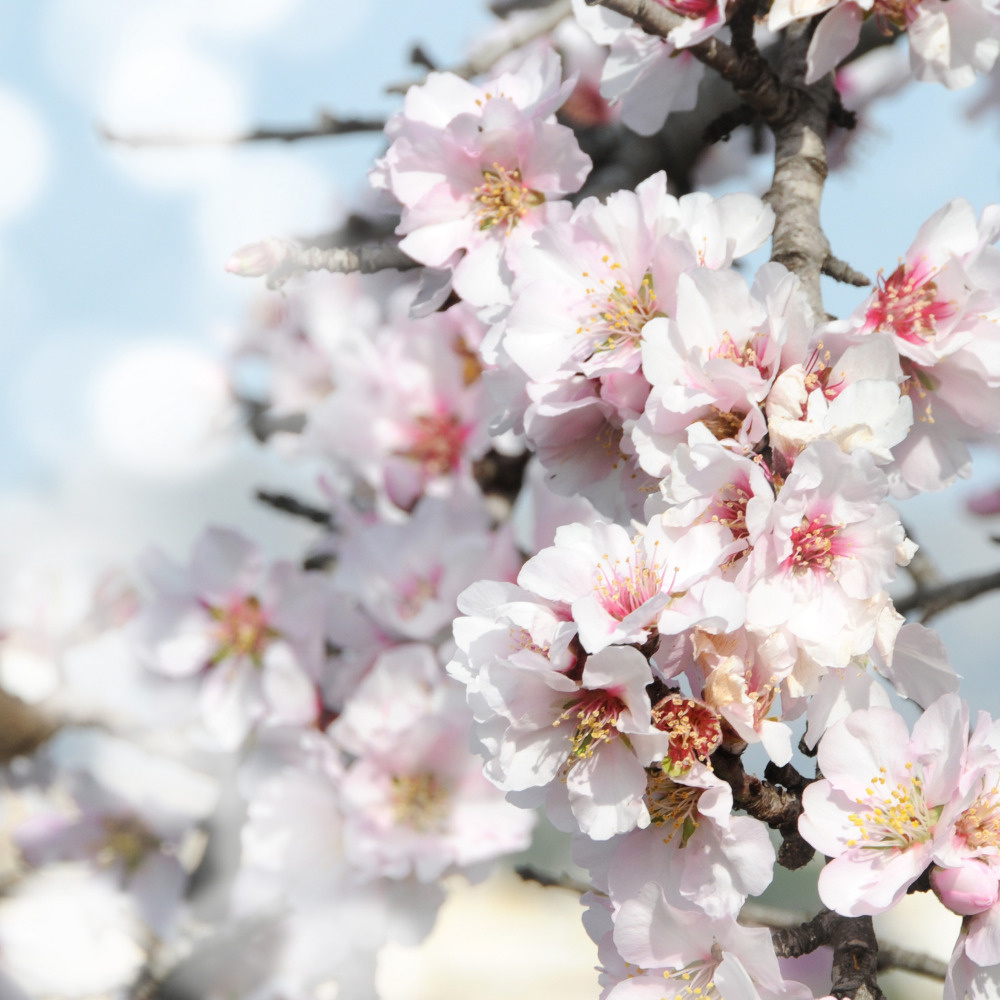 03 — цветы — растения — фрукты