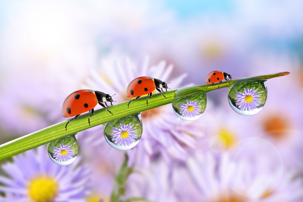 05 - природа и пейзажи