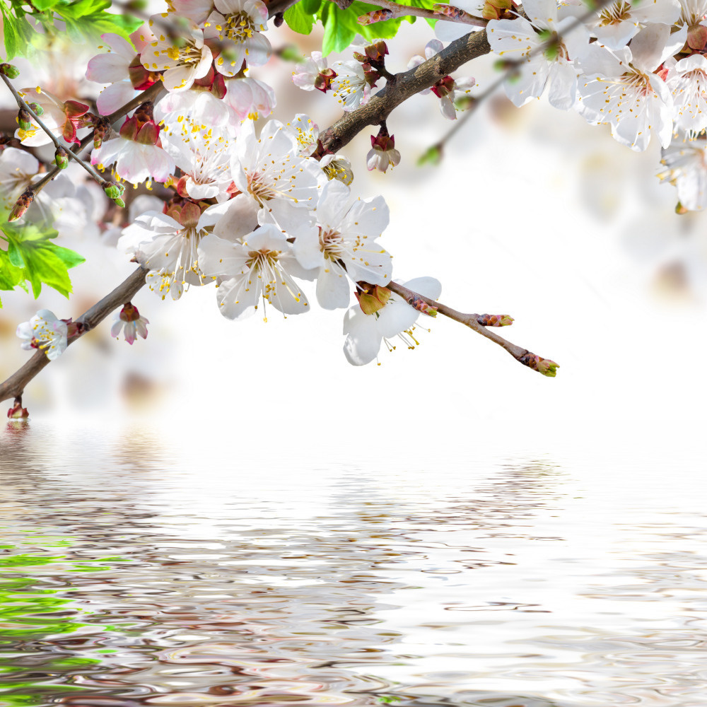 03 — цветы — растения — фрукты