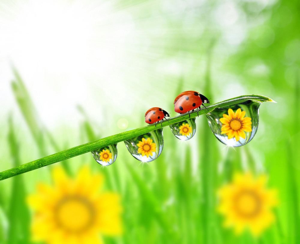 05 - природа и пейзажи