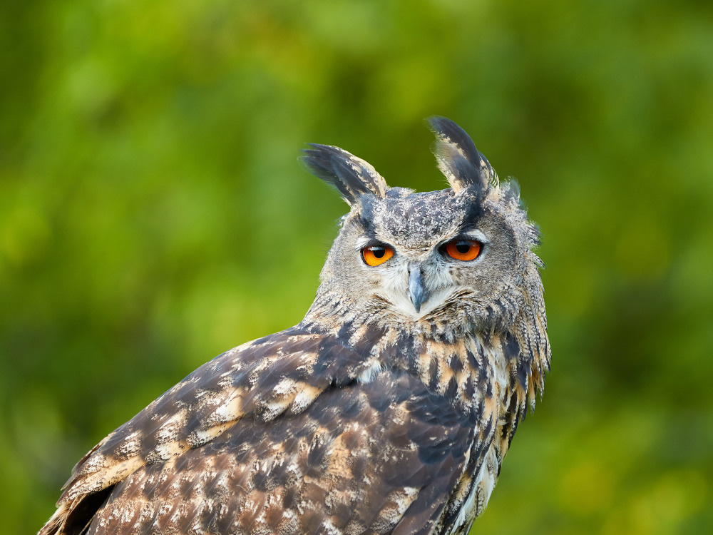 04 — животный и водный мир