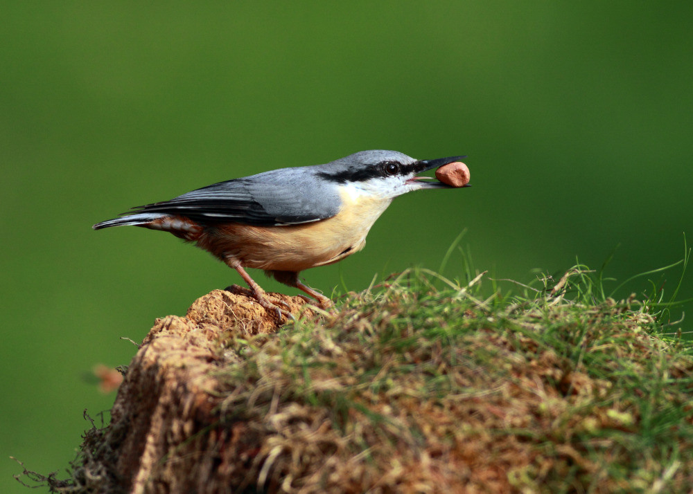 04 — животный и водный мир