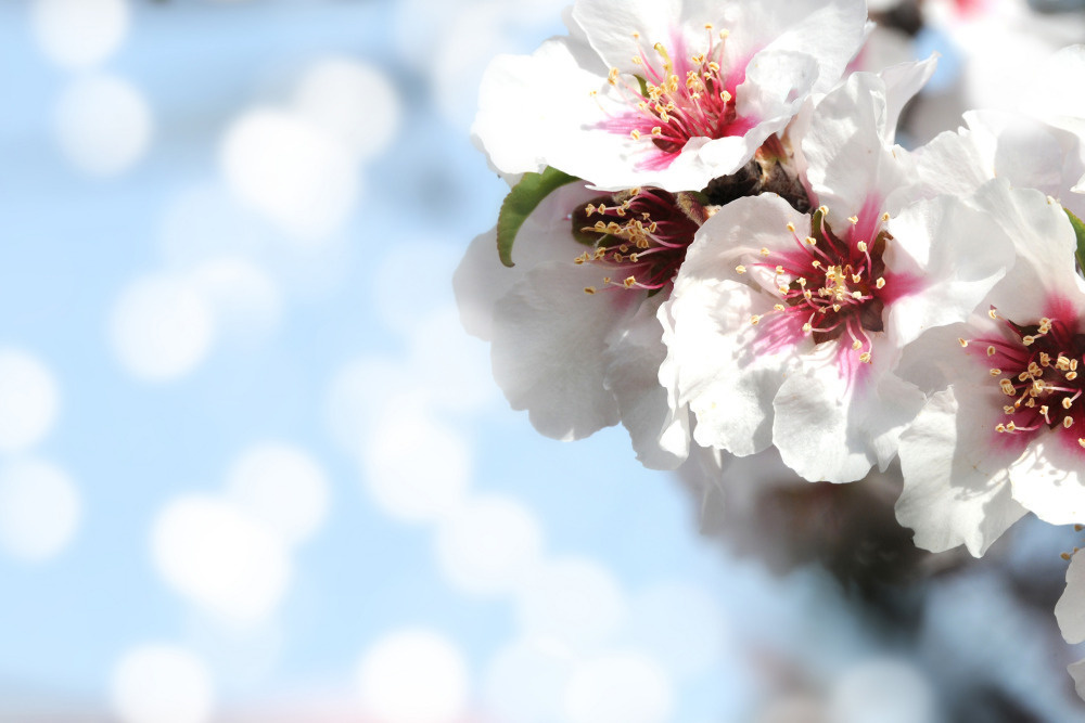 03 — цветы — растения — фрукты