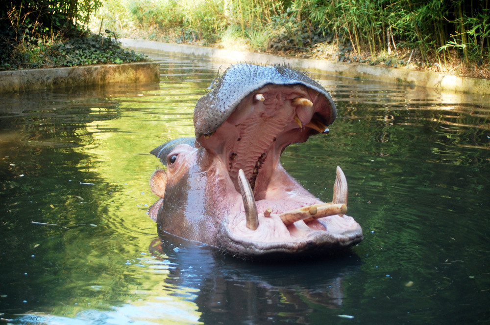 04 — животный и водный мир