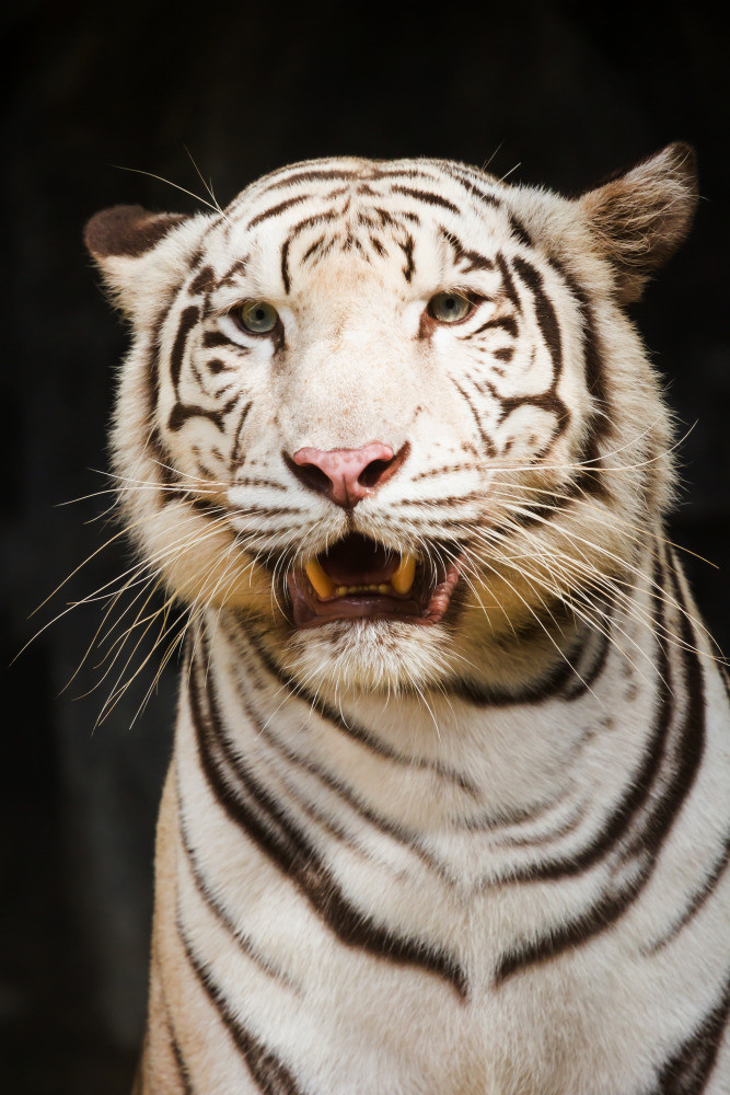 04 — животный и водный мир