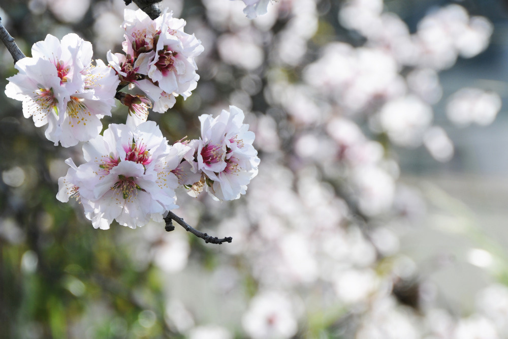 03 — цветы — растения — фрукты