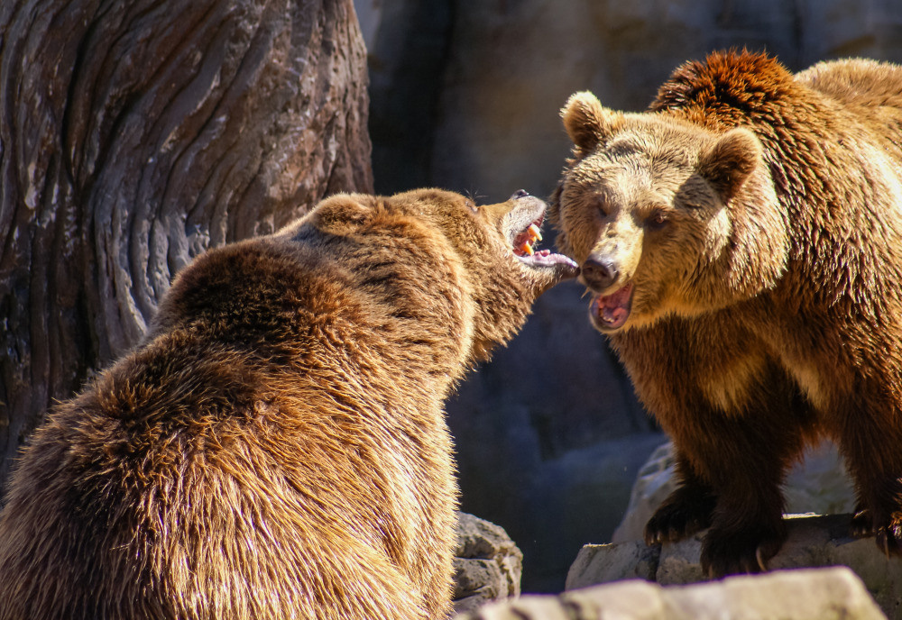 04 — животный и водный мир