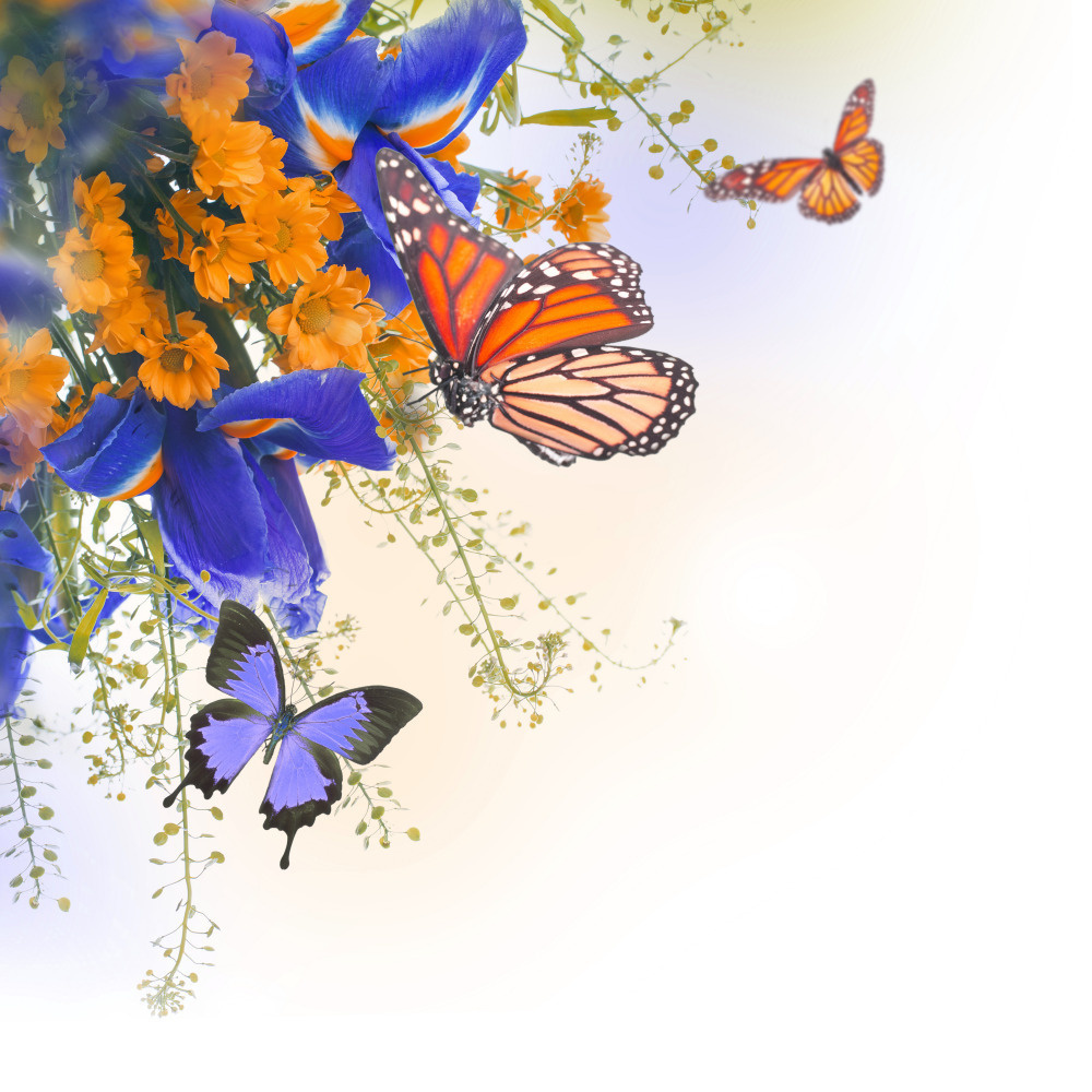 18 — бабочки