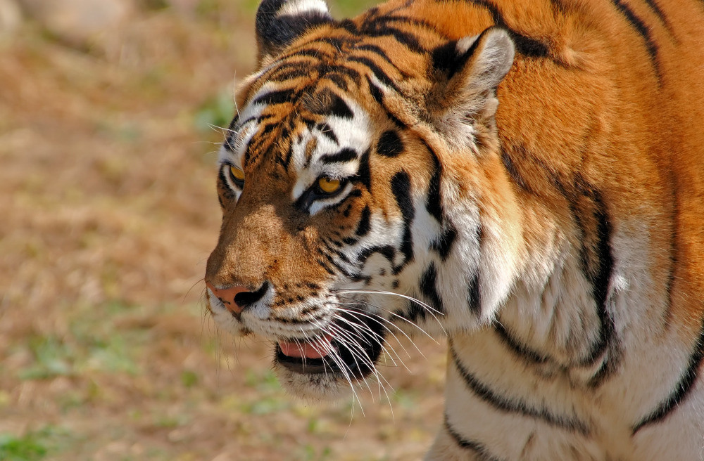 04 — животный и водный мир