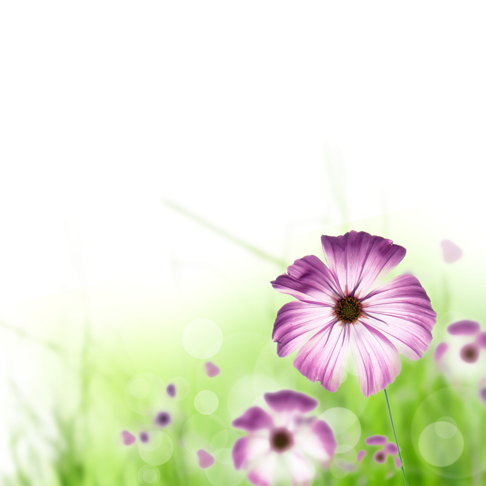 03 — цветы — растения — фрукты