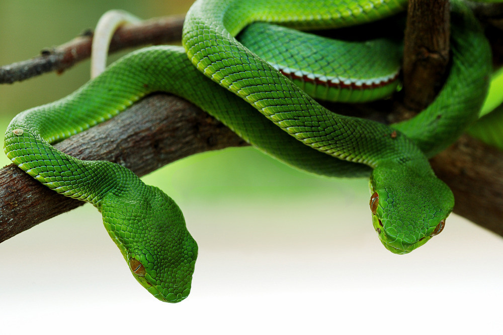 04 — животный и водный мир