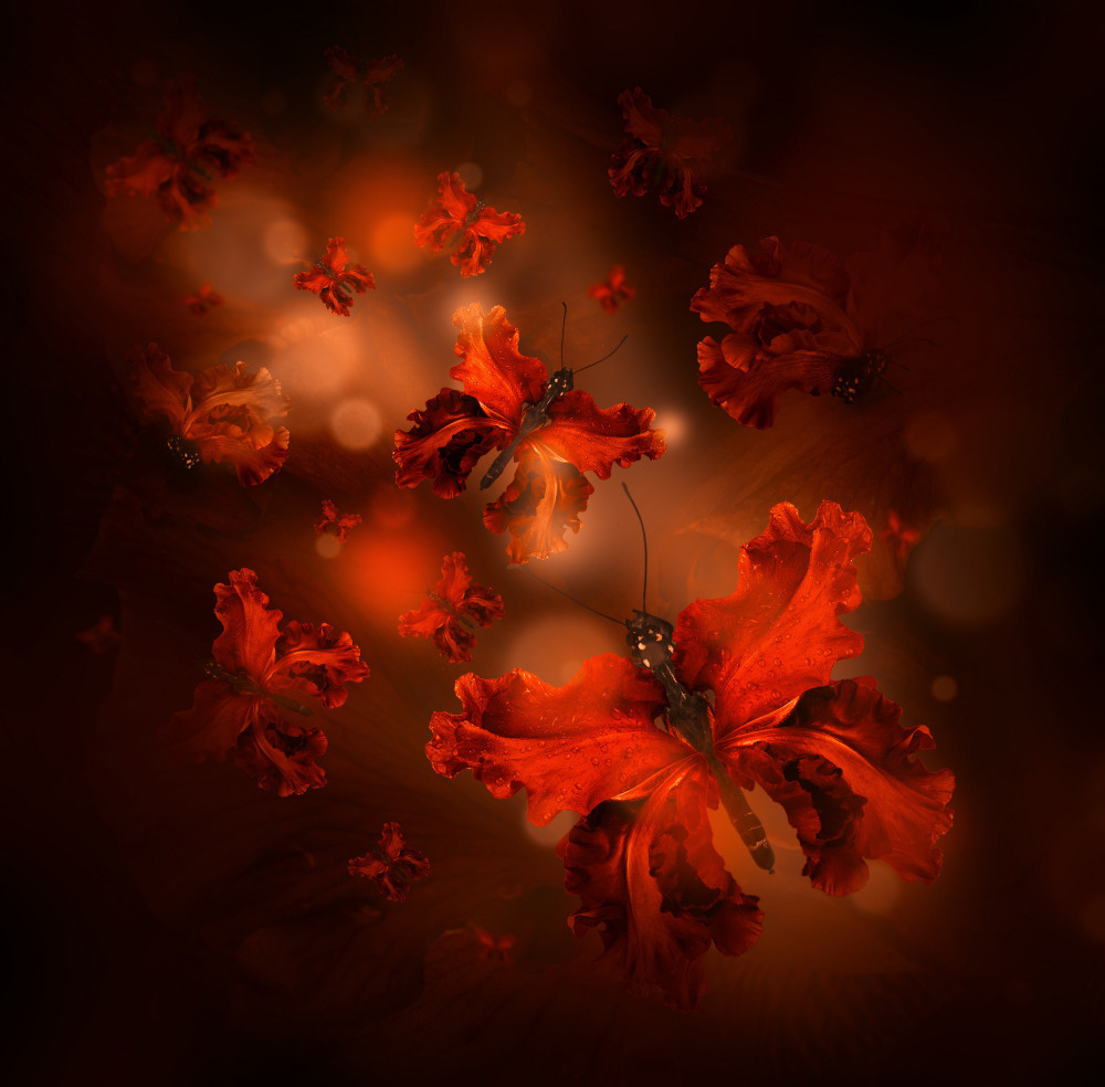 18 — бабочки