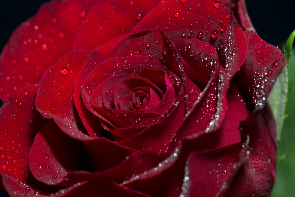 03 — цветы — растения — фрукты