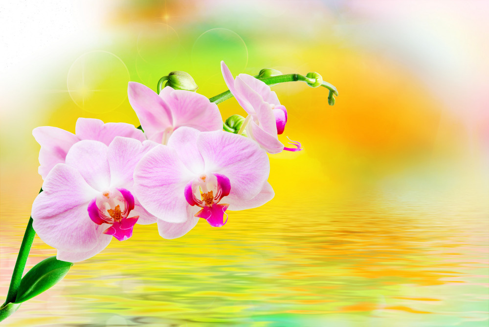 03 — цветы — растения — фрукты