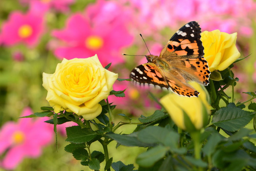 18 — бабочки