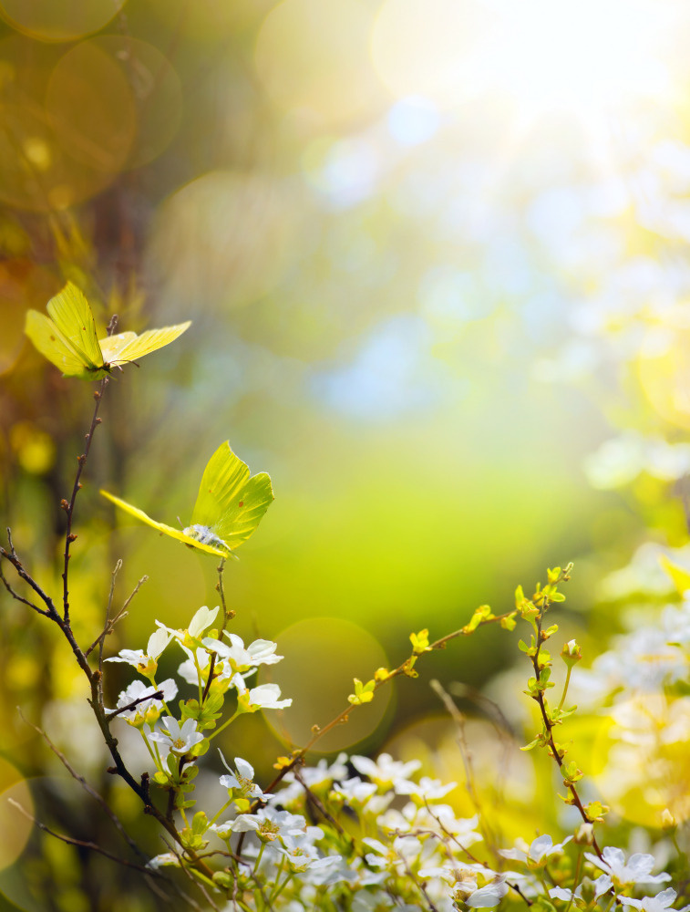 18 — бабочки