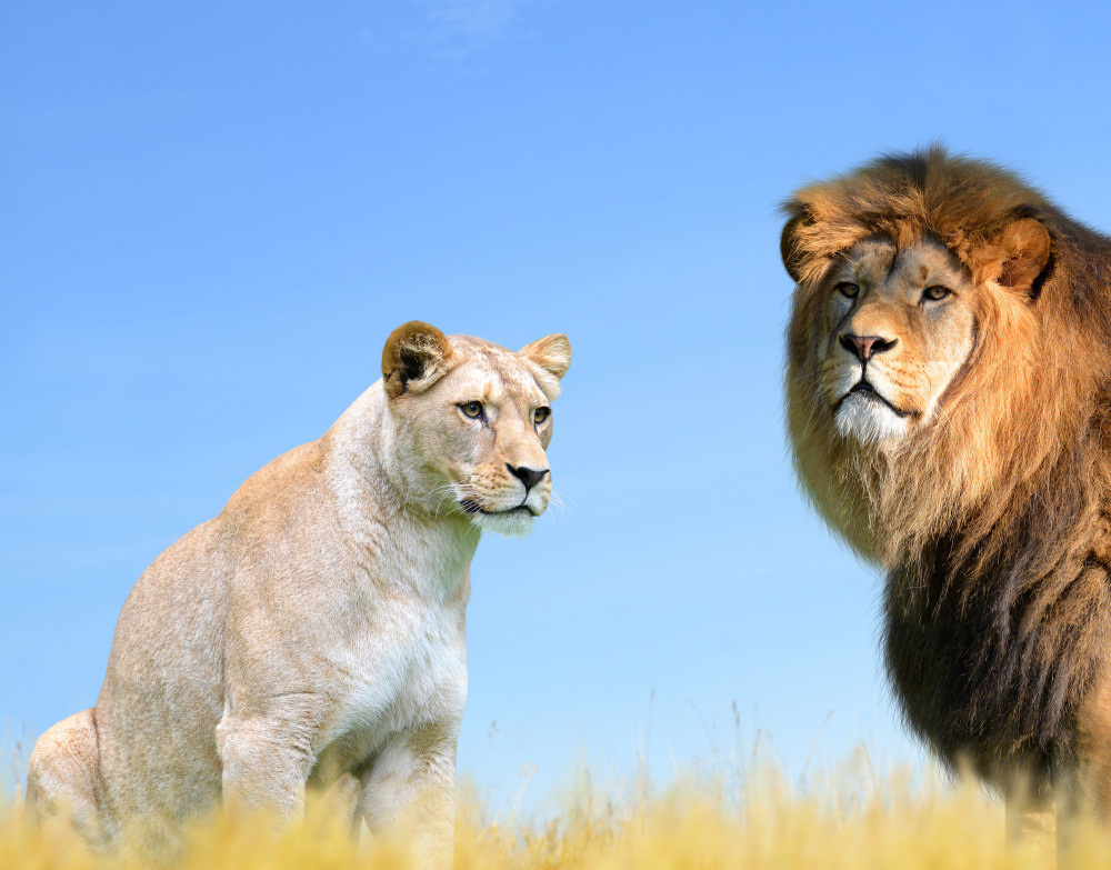 04 — животный и водный мир