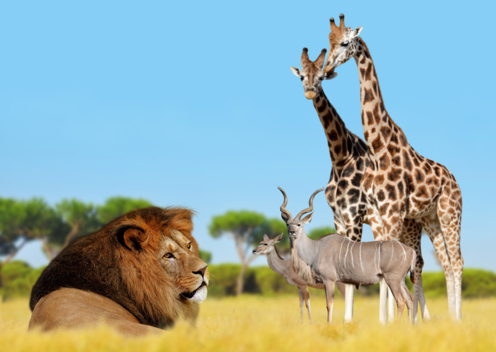 04 — животный и водный мир