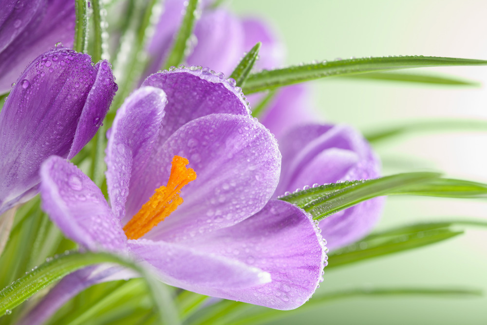 03 — цветы — растения — фрукты