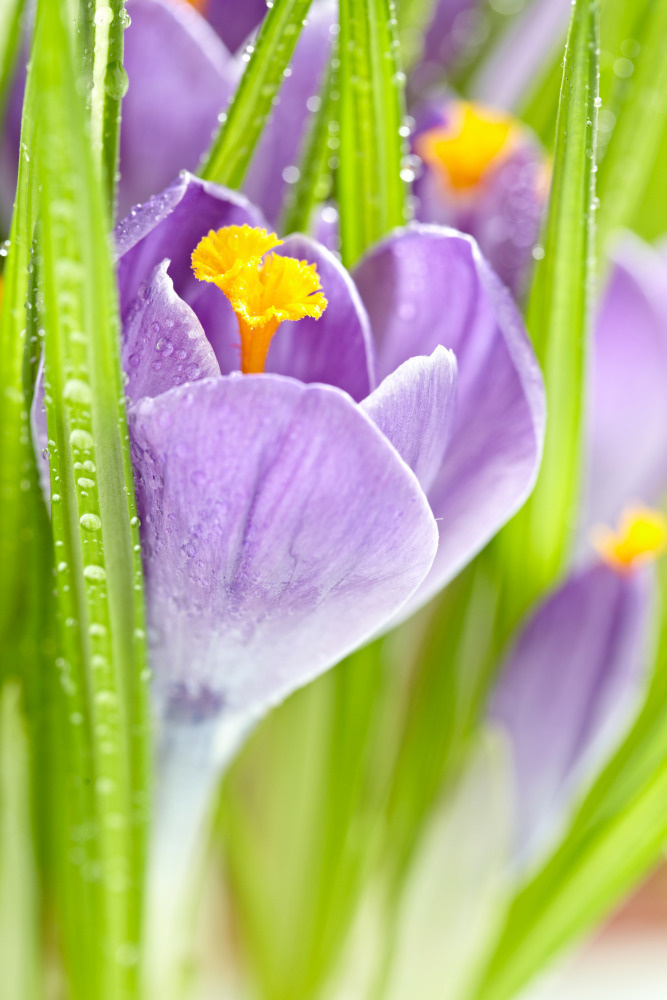 03 — цветы — растения — фрукты