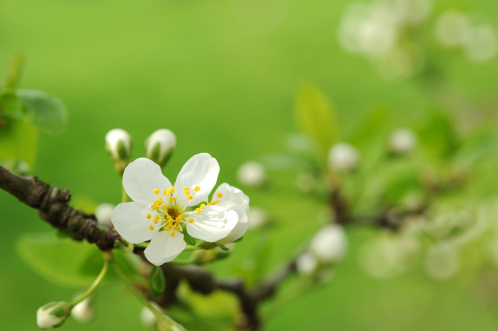 03 — цветы — растения — фрукты