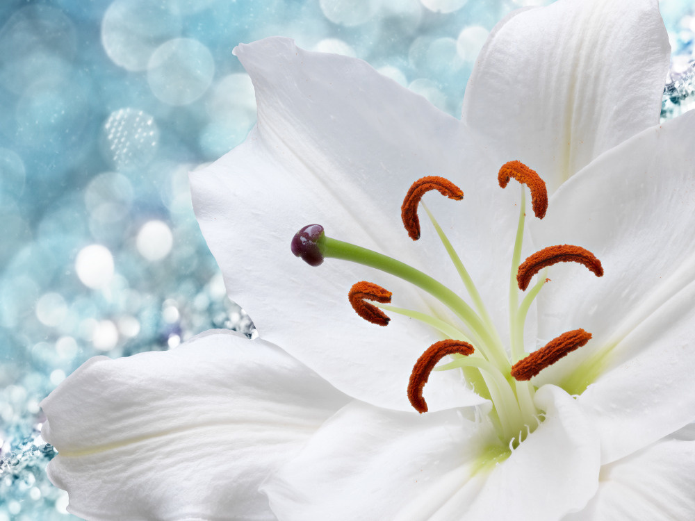 03 — цветы — растения — фрукты