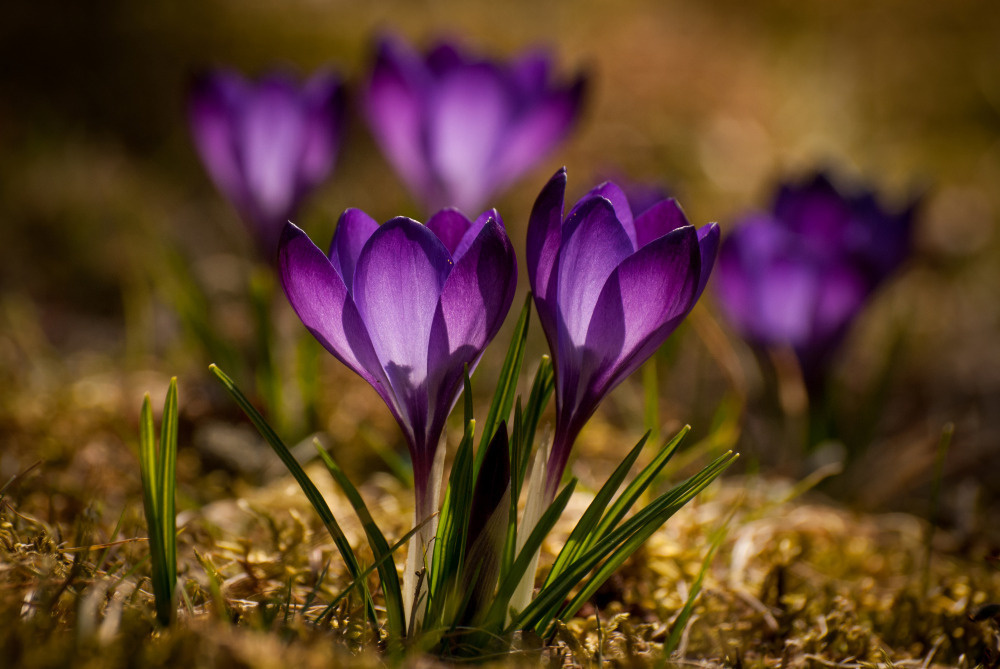 03 — цветы — растения — фрукты