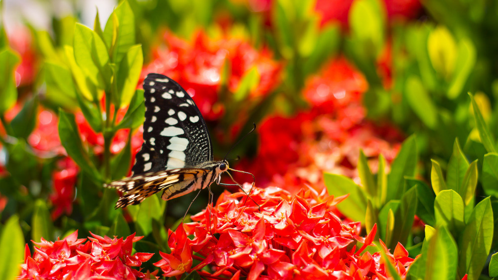 04 — животный и водный мир