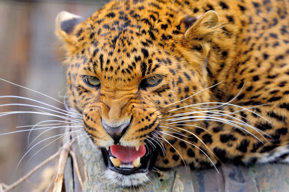 04 — животный и водный мир