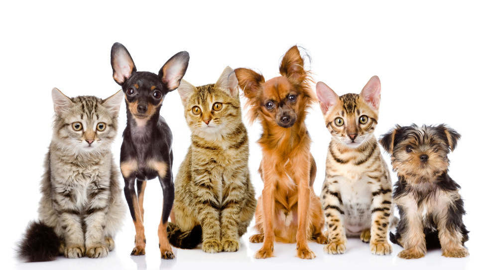 04 — животный и водный мир