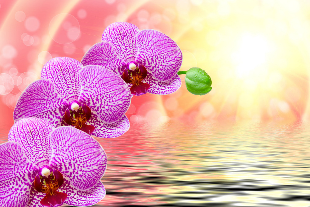 03 — цветы — растения — фрукты