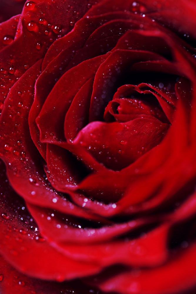 03 — цветы — растения — фрукты