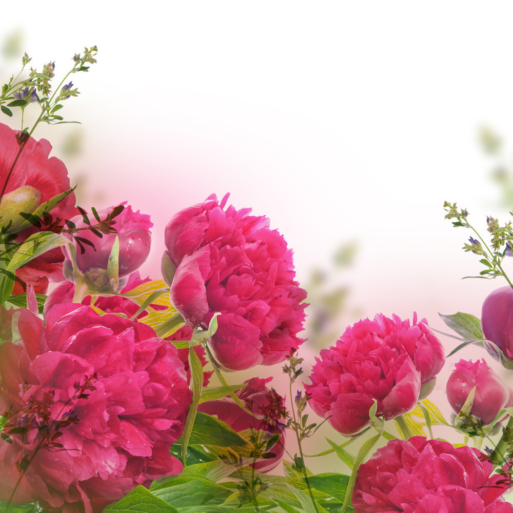 03 — цветы — растения — фрукты