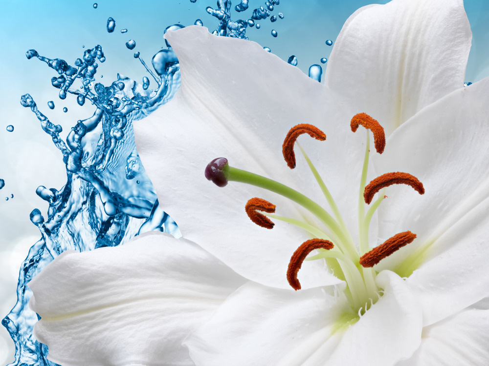 03 — цветы — растения — фрукты